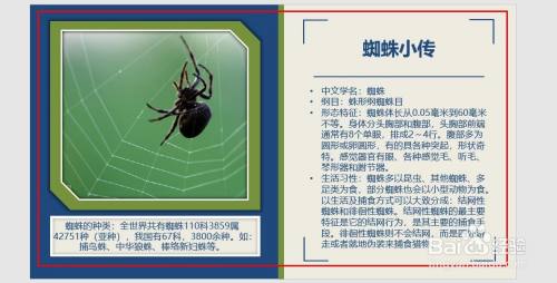 怎样用ppt以写昆虫的方法制作蜘蛛知识卡片