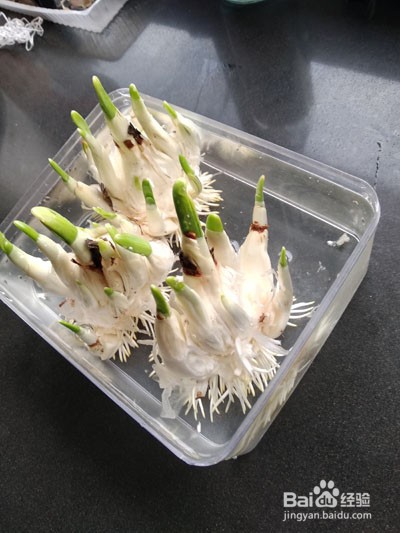 如何雕刻水仙花