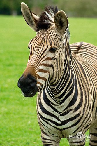 怎样拍摄精美的动物照片