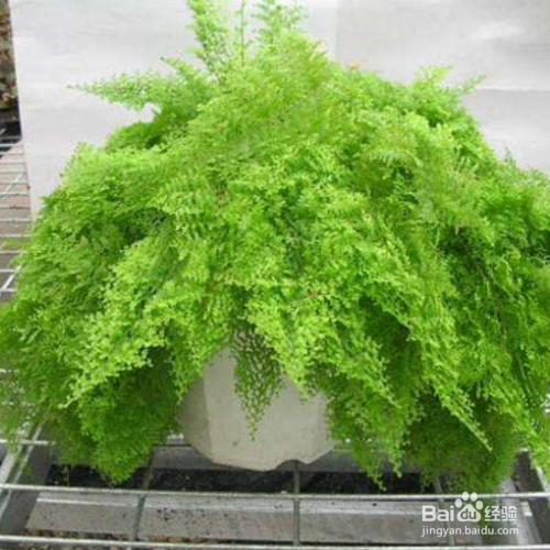 波斯顿蕨叶子干枯是怎么回事