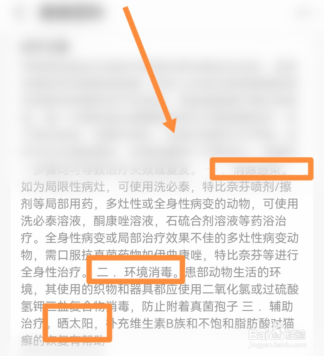 幼猫猫藓怎么处理