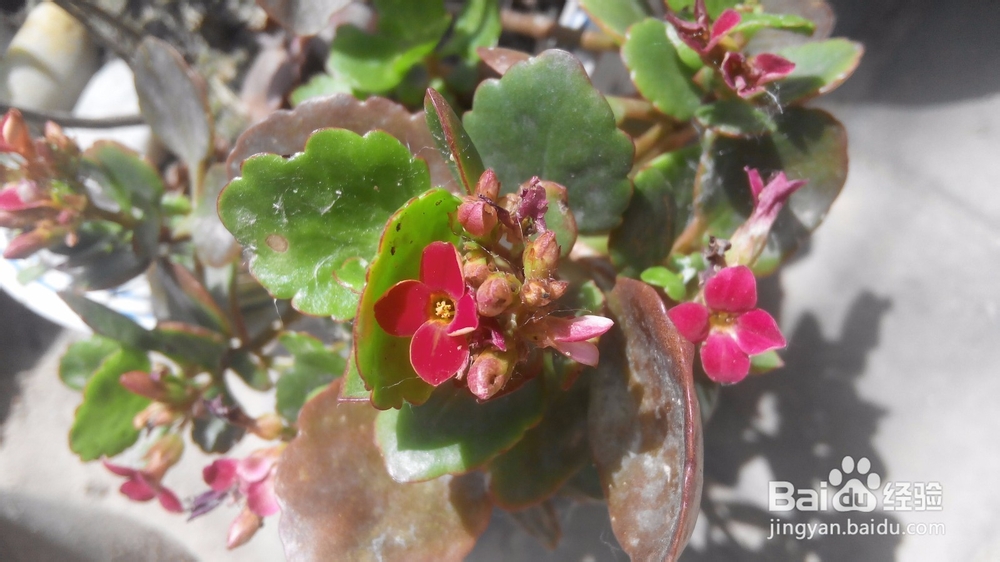 初夏花儿香---花卉养殖心得