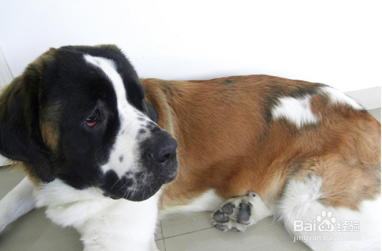 春天喂养圣伯纳犬的方法