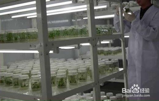 保温催芽的各种方法
