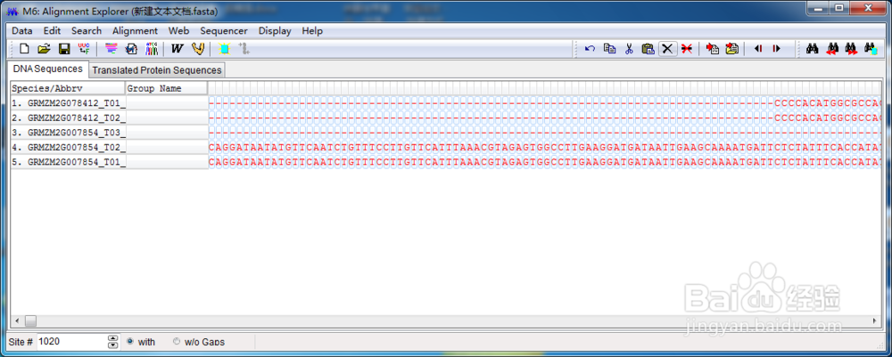 MEGA 5.0构建进化树