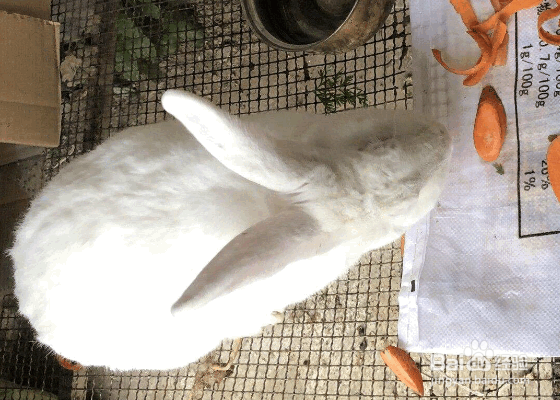 兔异食癖的原因及如何预防