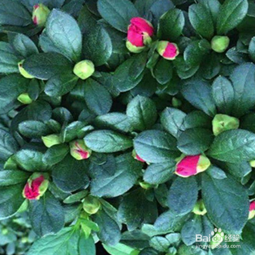 杜鹃花叶子发黑发焦