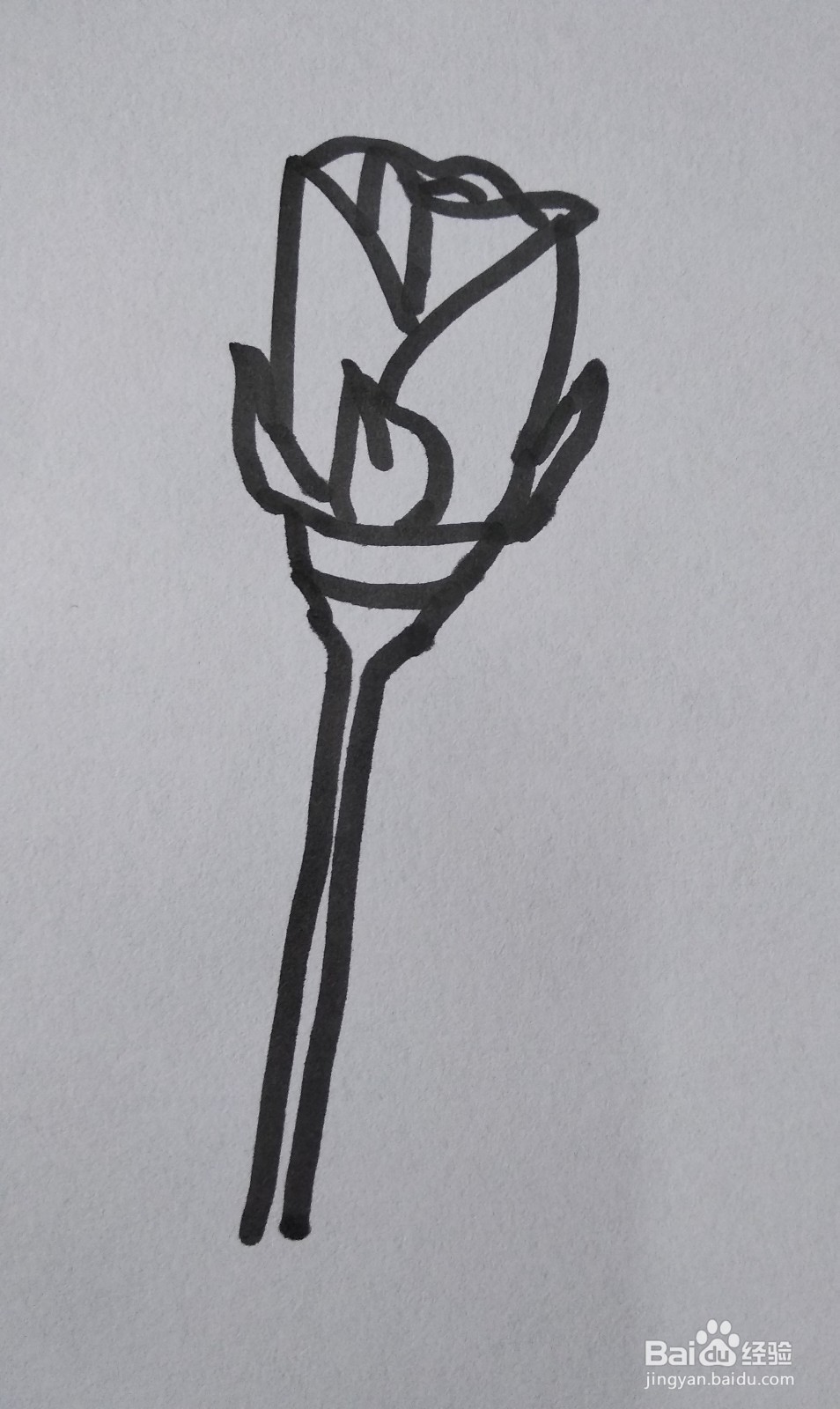 玫瑰花的简笔画怎么画