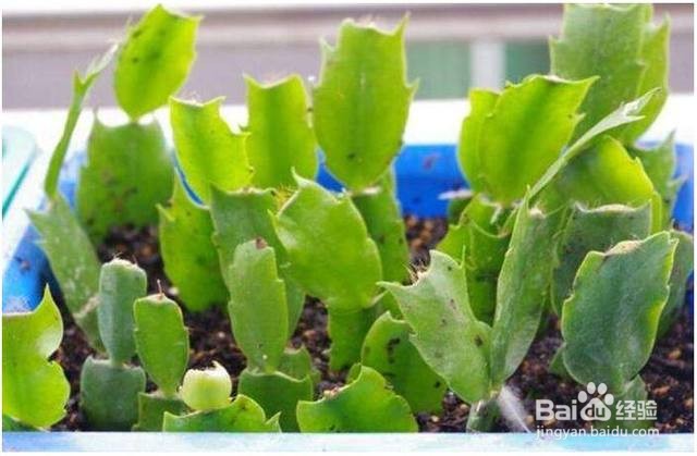 蟹爪莲繁殖方法