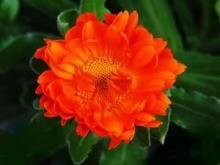 如何栽植和养护金盏菊?