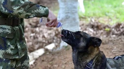 功勋犬“道海”如何搜山破案，厉害了Word的犬！