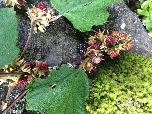 春季踏青,5种疾病不得不防
