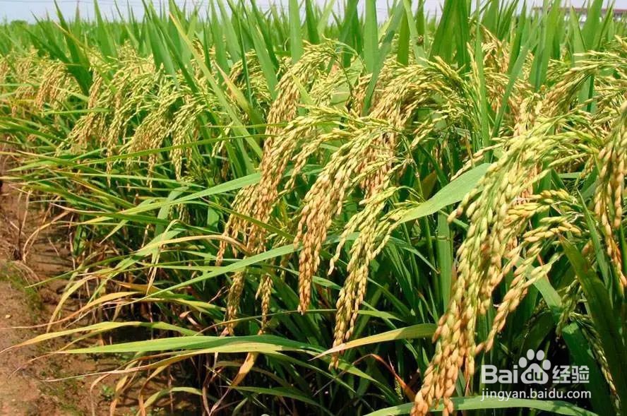 河姆渡人和半坡居民的不同