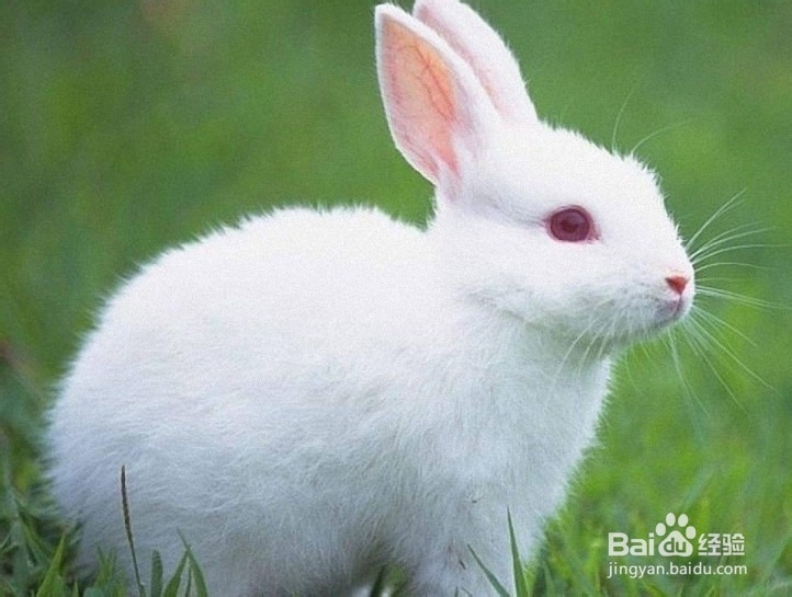 兔子怎么养殖