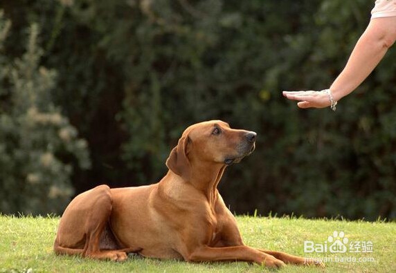 狗不见了怎么办