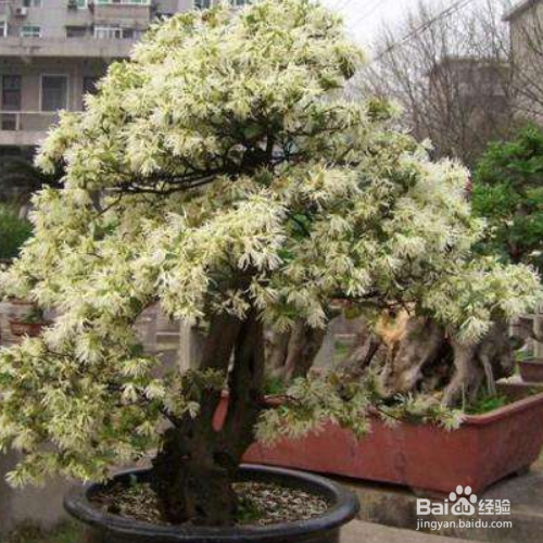 檵木的培育方法和注意事项