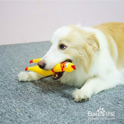 挑选狗狗玩具的注意事项