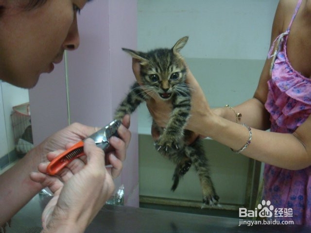 领养猫咪要注意什么