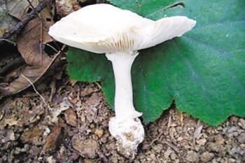 怎么判断蘑菇的食用性