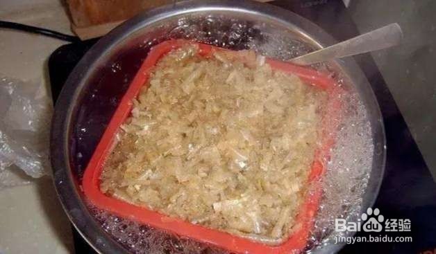 年后君子兰结果子,1个小技巧变成君子兰大户!