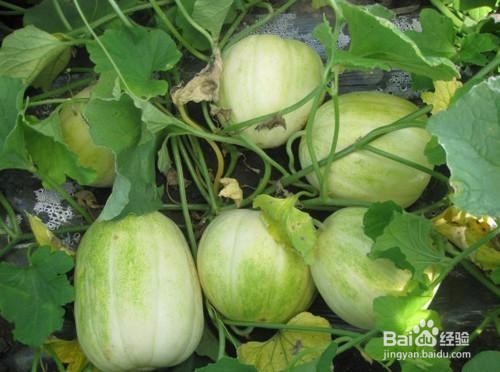 绥化市特产及特色小吃