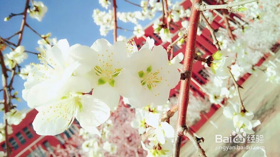 早春时节可以干嘛呢？