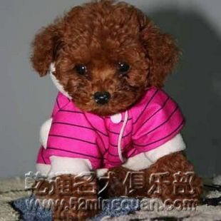 泰迪犬的喂养和训练方法