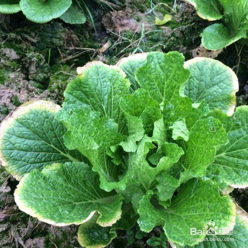 白菜叶子发黄是什么原因