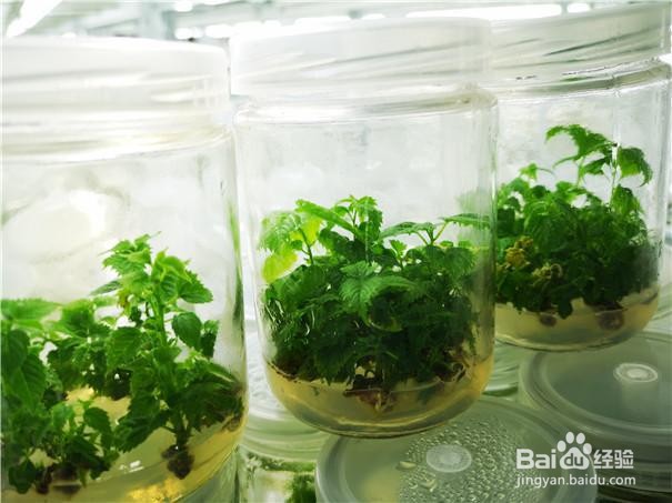 构树组培快繁技术-含配方和操作步骤