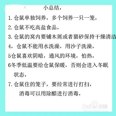 仓鼠怎么养 养仓鼠的注意事项