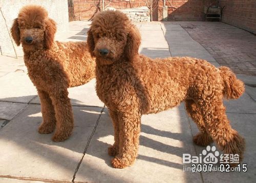 不要频繁更换大龄泰迪狗狗的食物