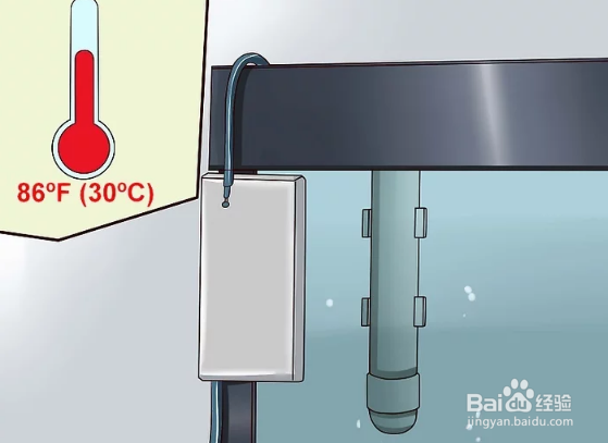 如何治疗和预防热带鱼的白点病