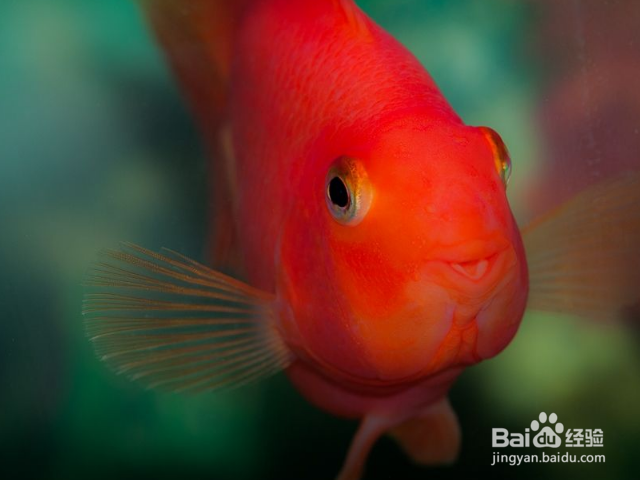 防止鹦鹉鱼打架的办法