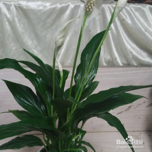 白掌的花开了多少年?