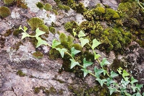 苔藓发霉怎么办呢？