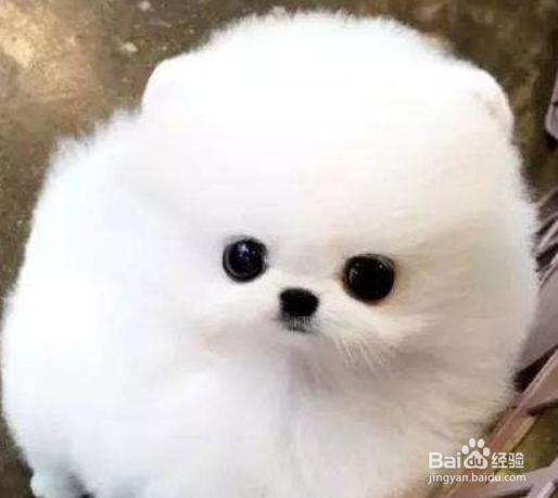 博美犬打喷嚏怎么办 建议让狗狗多喝水多休息