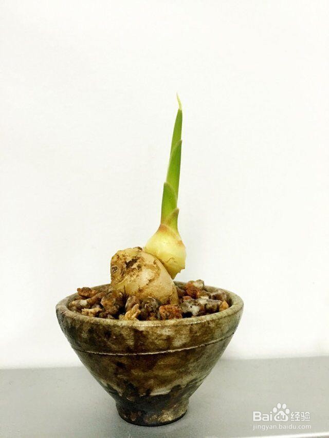 种姜的方法 和步骤