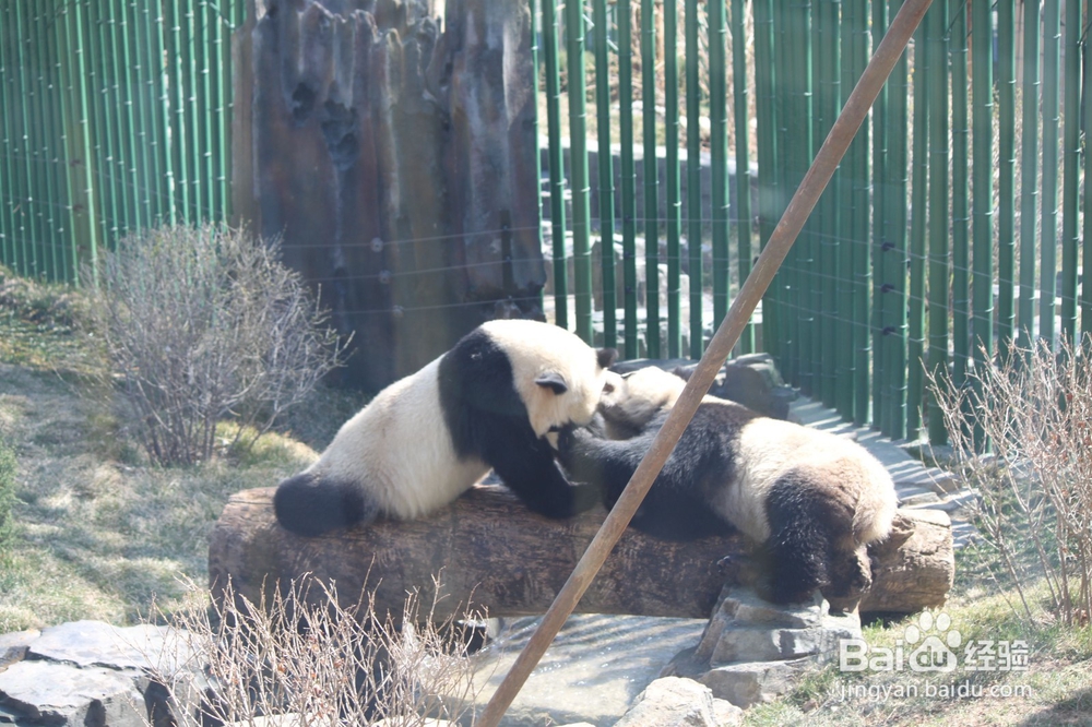大连森林动物园攻略