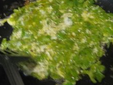 青椒炒鸡蛋的做法