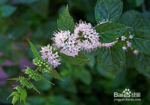 吸毒草和薄荷的区别
