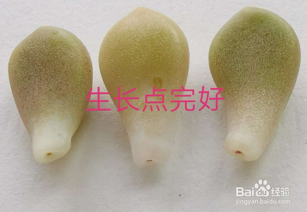 冬天多肉叶片扦插方法