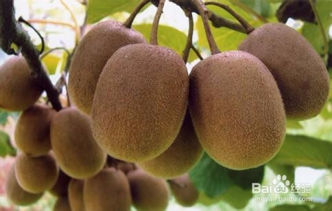 经常吃哪些食物更容易美白