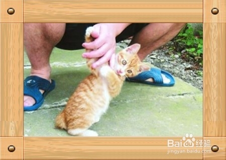 小家猫怎么饲养,属于个人的经验