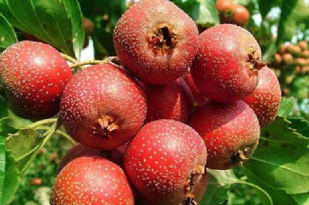 山楂富含什么营养成分 多吃对身体的利弊是什么