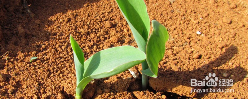 玉米幼苗被虫吃该怎么办呢