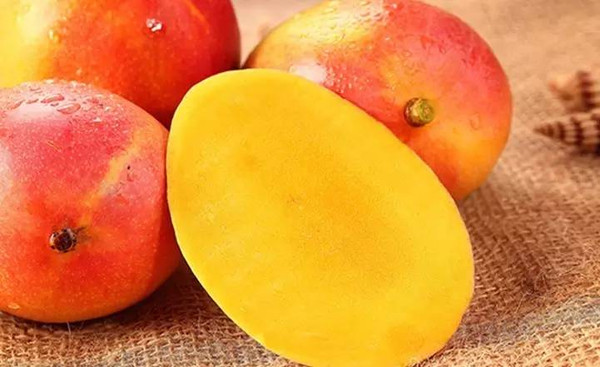 想知道: 海南贵妃芒种植基地在哪