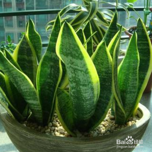 虎皮兰烂根怎么办