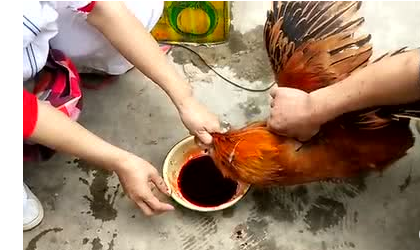 喝鸡血有什么功效与作用