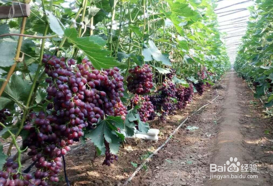 <b>怎么种植葡萄</b>
