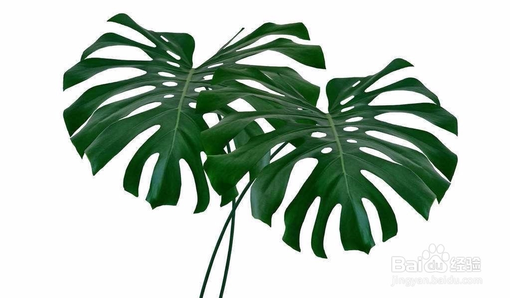 盆栽龟背竹的诀窍